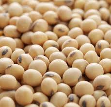 soyabean