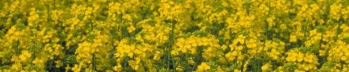 edible-refined-canola-oil edible-refined-canola-oil