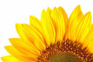 edibile-sunflower-oil
